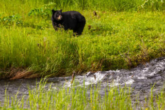 A female black bear eats as her two cubs play nearby on June 19, 2021, at the Mendenhall Wetlands State Game Refuge in Juneau, Alaska. (Photo by Rashah McChesney/KTOO)