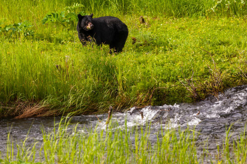 A female black bear eats as her two cubs play nearby on June 19, 2021, at the Mendenhall Wetlands State Game Refuge in Juneau, Alaska. (Photo by Rashah McChesney/KTOO)