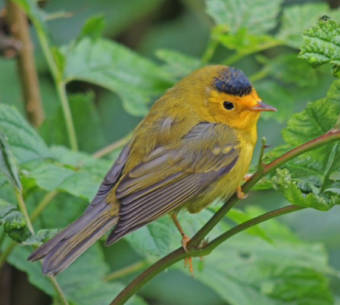 Wilsons Warbler. Photo by Bob Armstrong.