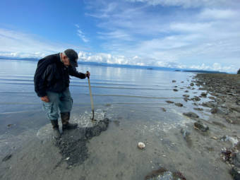 Retired fisheries biologist Bob Armstrong carefully digs around Eagle Beach observing critters in the sand.
