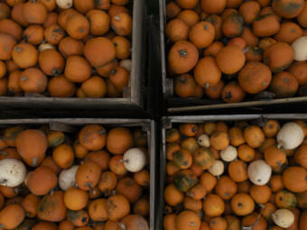 A photo looking down on boxes of pumpkins at a market
