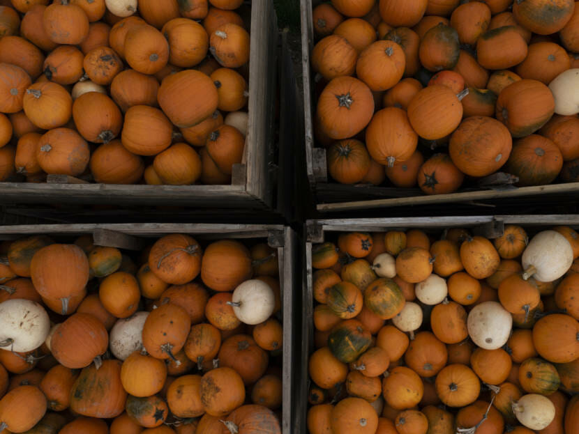 A photo looking down on boxes of pumpkins at a market