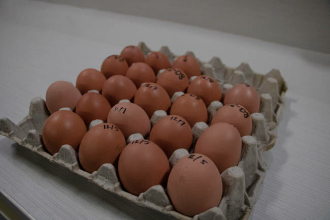 Staff members at the Zach Gordon Youth Center use fresh eggs from the center's chickens to make meals for the kids who spend time there after school. 