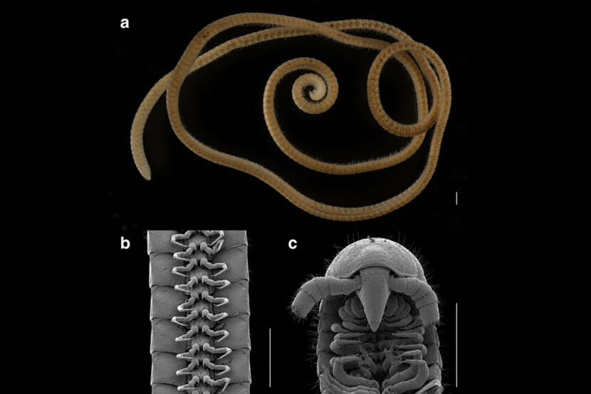 An extremely long, brown millipede, coiled up and photographed on a black background