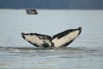 Flame, whose tail is pictured above, is one of Juneau's most sighted frequently spotted humpback whales in recent years.