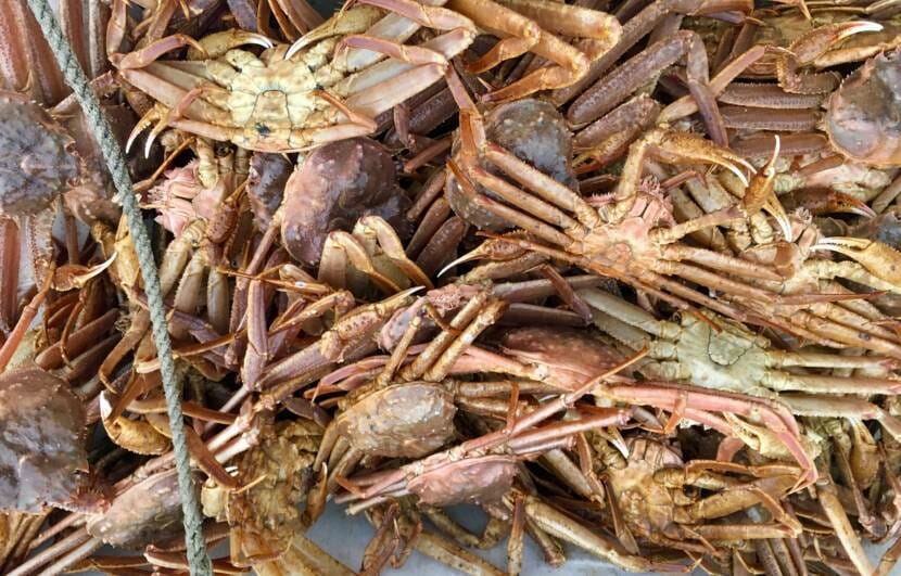 A tote filled with tanner crabs