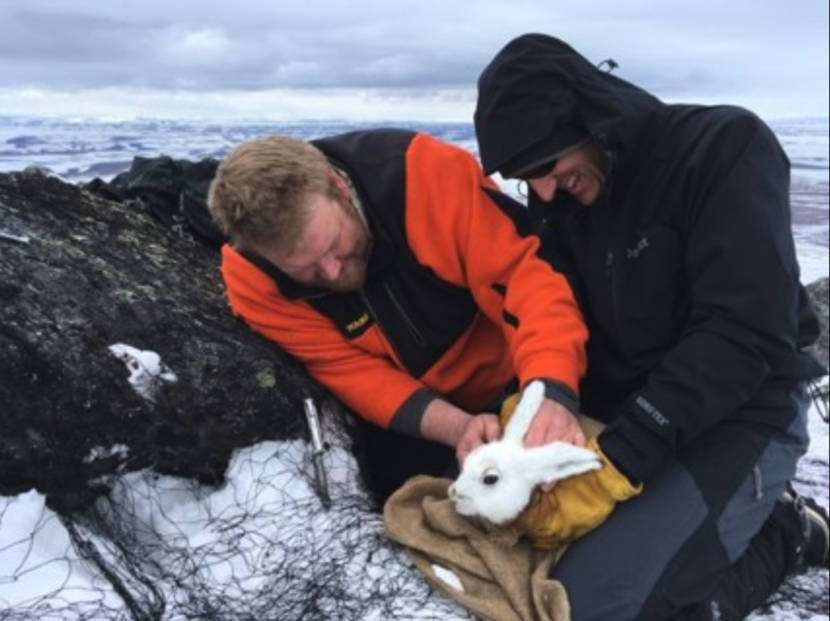 Two men holding a white hare by its neck in a treeless arctic landscape