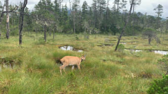 a doe walking through a clearing