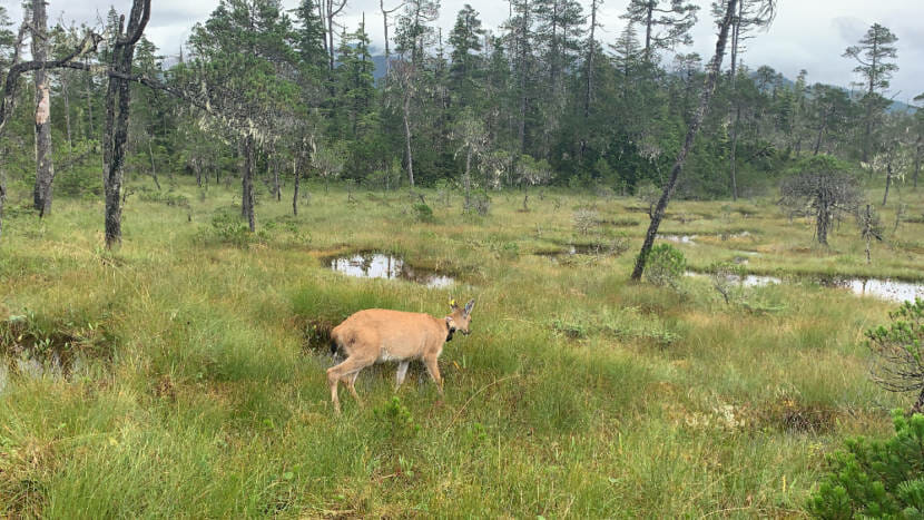 a doe walking through a clearing