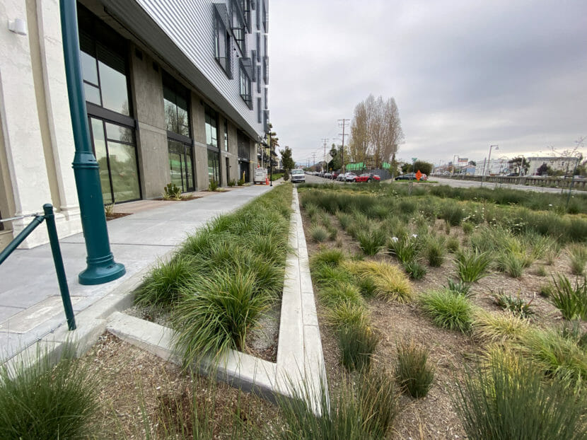 Vegetation planted around an office building