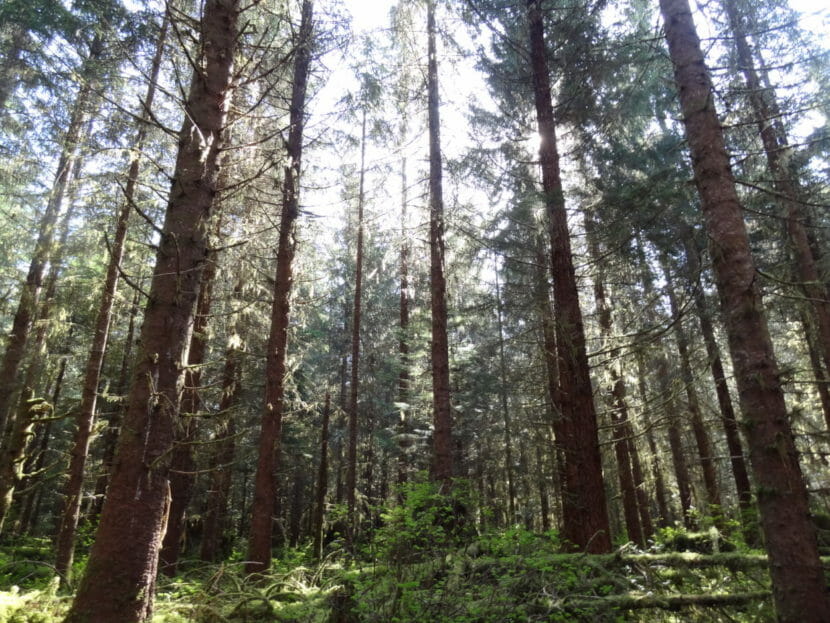 Sun shining through a stand of small conifers