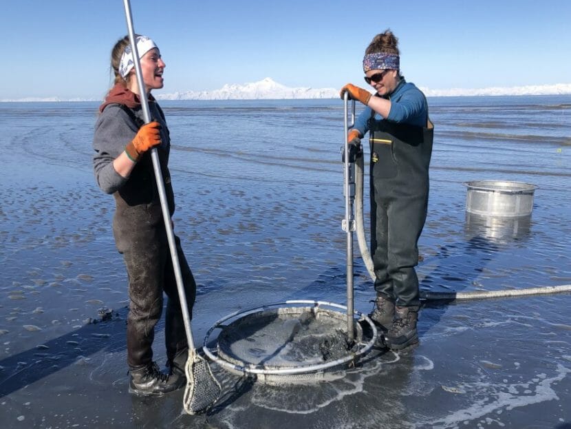 Two women surveying clams on a Kenai beach
