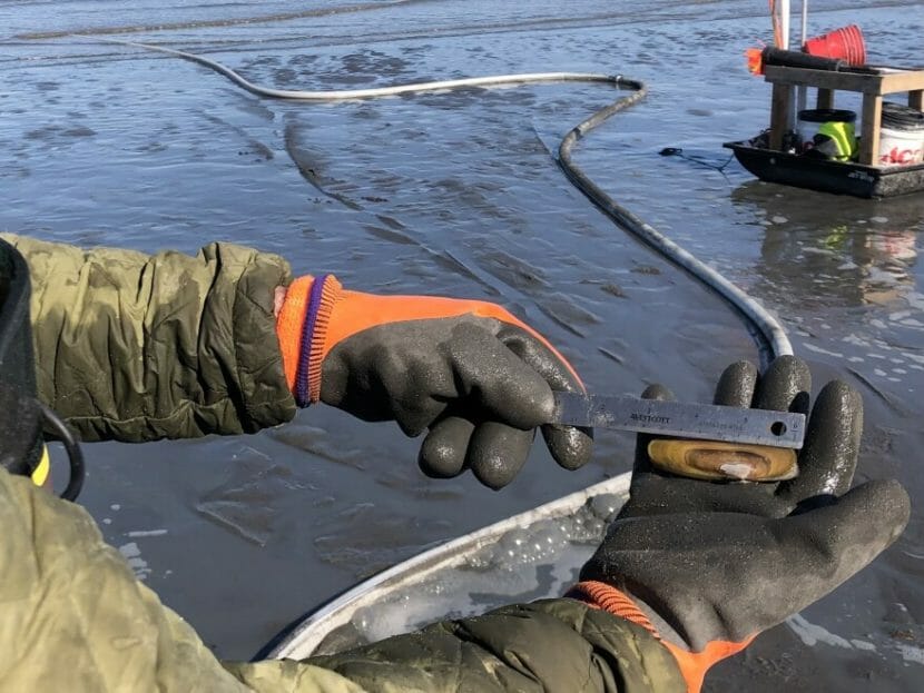 Hands holding up a ruler to measure a clam