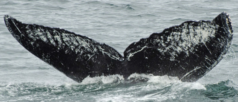 The flukes of a humpback whale still visible as it dives below the surface