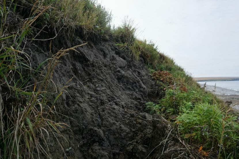 A muddy coastal bluff that is falling apart