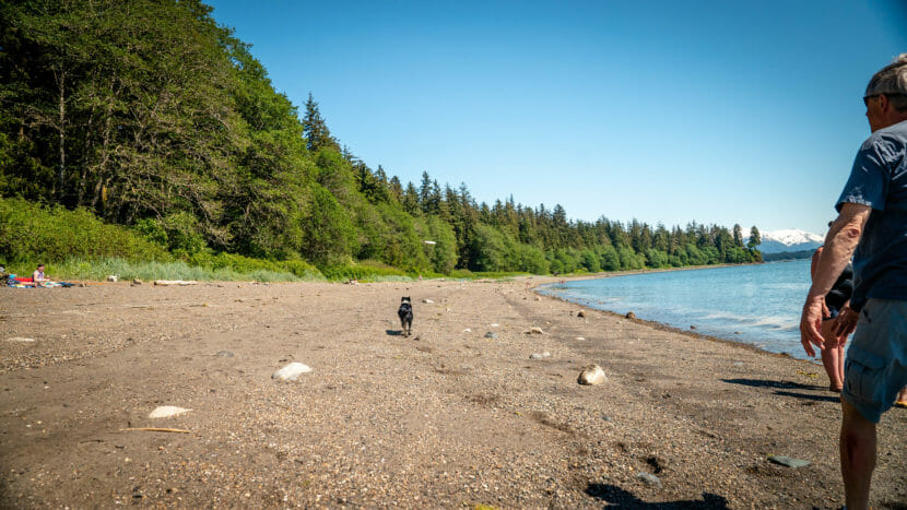A man and his dog play frisbee on the beach