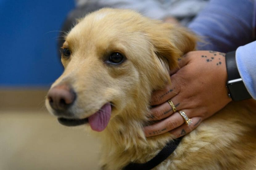A close-up of the face of a small golden retriever mix, with its tongue hanging out the side of its mouth