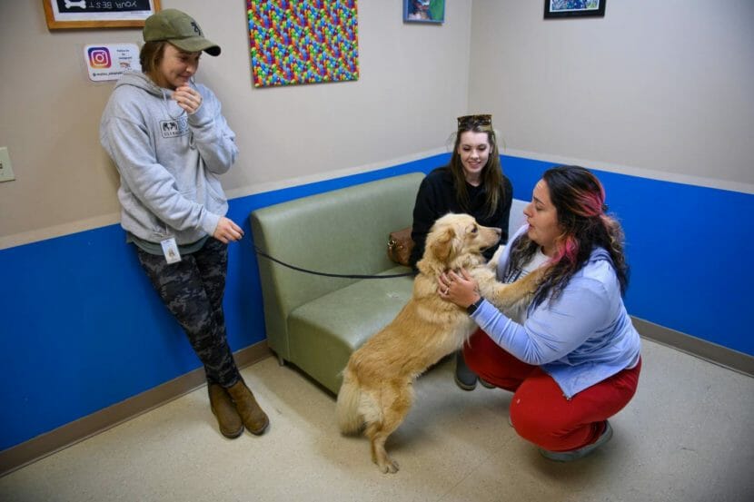 A woman squats down to greet a tan dog while two other people watch