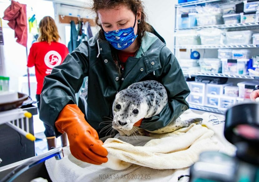 Wildlife rehabbers handling a harbor seal pup