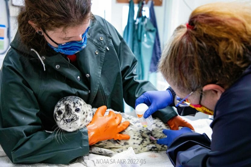 Wildlife rehabbers handling a harbor seal pup