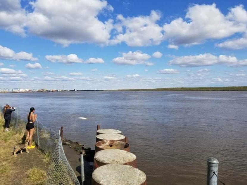 People onshore watch a beluga whale swimming in a large river