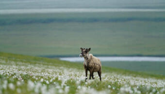 A caribou climbing a treeless hill