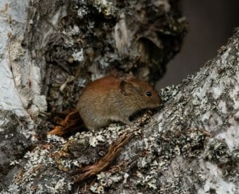 A lone vole