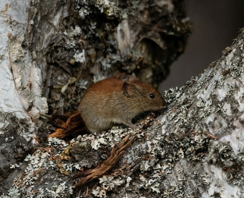 A lone vole