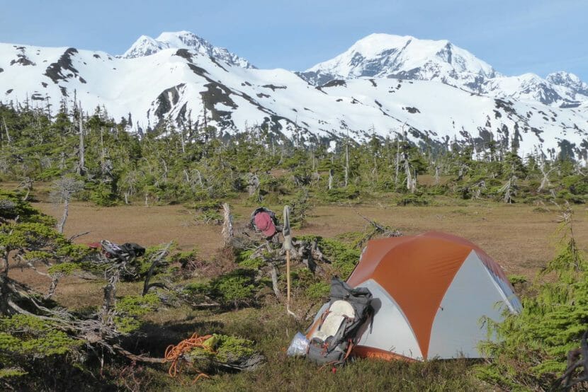 A tent in a forest of short, spindly trees with snow-covered mountains in the background