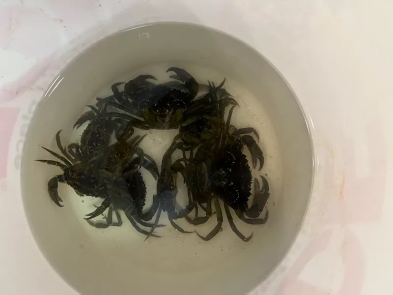 A bucket of small, green crabs