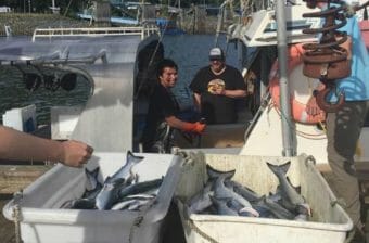 Two men on a fishing boat, with totes full of fish in the foreground