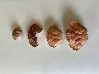 Four crab shells laid out on a white background to be photographed