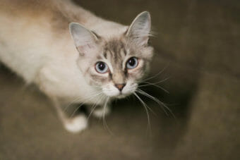 A tabby-siamese-mix-looking-cat looks up cutely at the camera