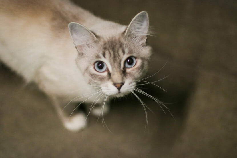 A tabby-siamese-mix-looking-cat looks up cutely at the camera