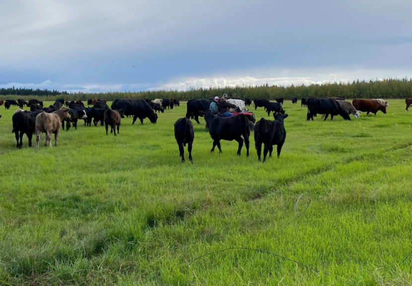 Two people on a 4-wheeler in a field, surrounded by cattle