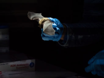 Against a dark background, someone holds a bat in their blue-gloved hands. The bat's wings are spread out over their fingers.
