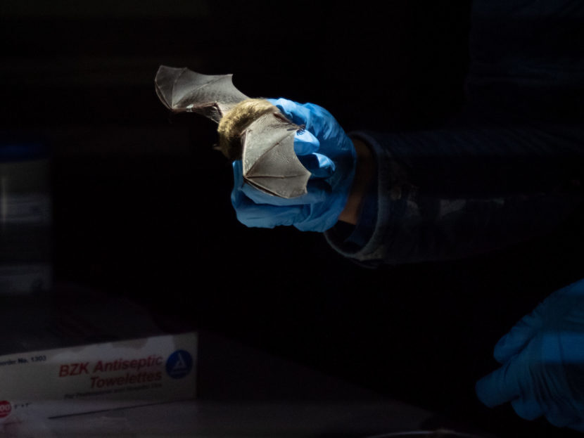 Against a dark background, someone holds a bat in their blue-gloved hands. The bat's wings are spread out over their fingers.