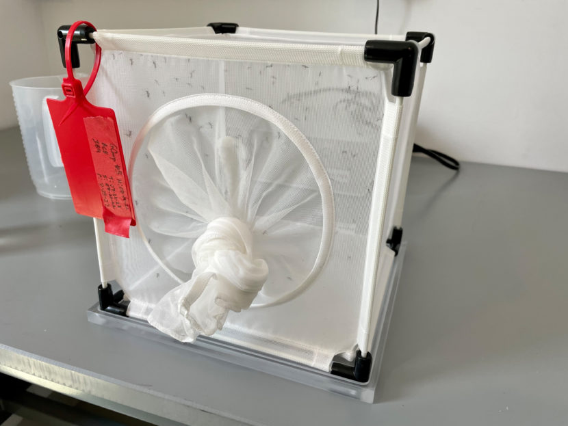A cubical frame wrapped in netting with mosquitos trapped inside