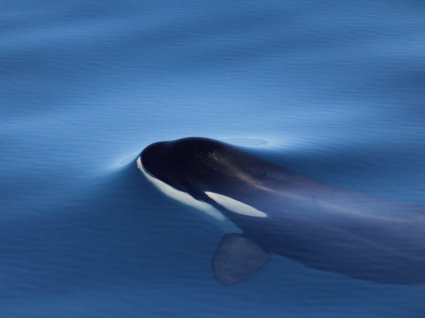 A baby orca swimming in calm waters