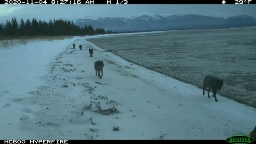 Five wolves walking along a snowy shoreline.