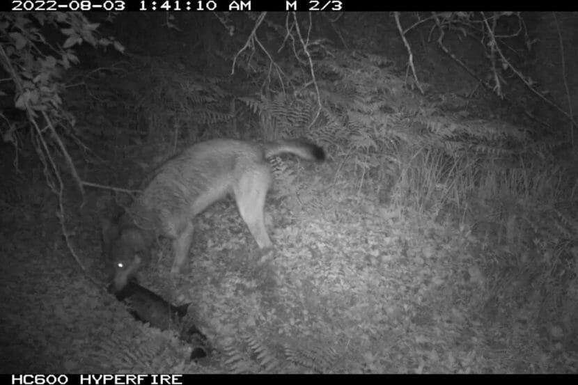 A black-and-white game camera photo of a wolf eating a salmon in the dark