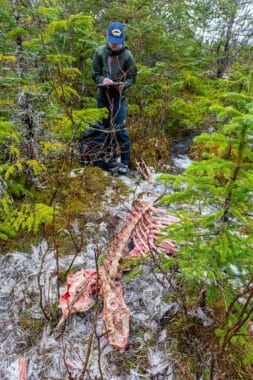 A person stands over a moose skeleton in the woods