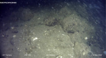 A slightly blurry underwater photo of a small rock wall covered with algae