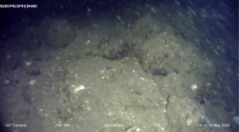 A slightly blurry underwater photo of a small rock wall covered with algae