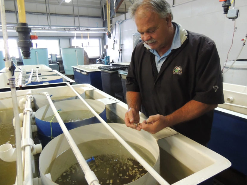 A man standing amid rows of sinks filled with buckets