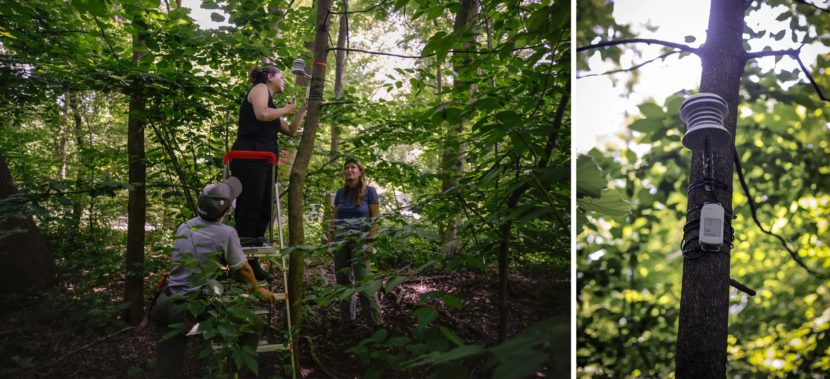 Three people install a heat sensor on a tree (left) and a close-up of the sensor (right)