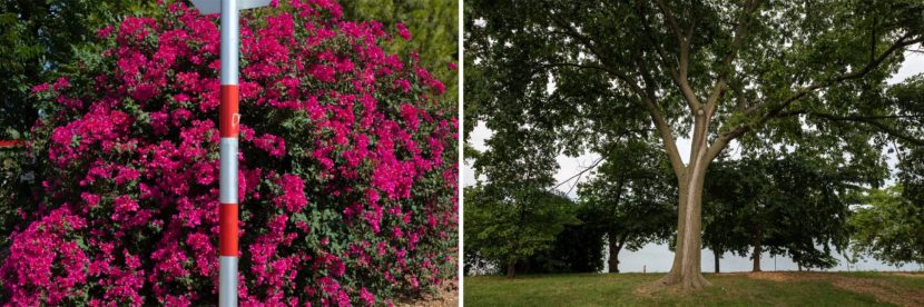 A purple flowering bush (left) and a tall deciduous tree (right)
