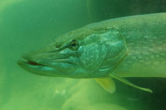 The front of a northern pike, underwater