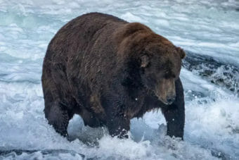 A barrel-shaped brown bear stands in the middle of a foamy fast-moving stream