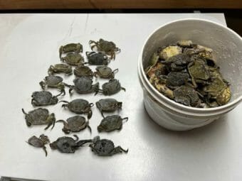 Twenty green crabs laid out in rows on a table, with a bucket full of green crabs next to them